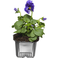 Illustration av Pensé storblommig 8 cm