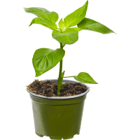 Illustration av Chiliplanta 115cm