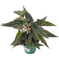 Illustration av Fläckbegonia 12cm SE x6