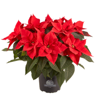 Illustration av Julstjärna XL 17cm