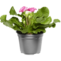 Illustration av Primula Special Sort