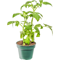 Illustration av Tomatplanta 12 cm