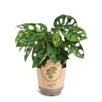 Illustration av Monstera 'Monkey Leaf' 11cm x9