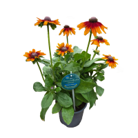 Illustration av Rudbeckia