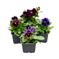 Illustration av Årets Pensé 9 cm