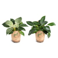 Illustration av Filodendron x9