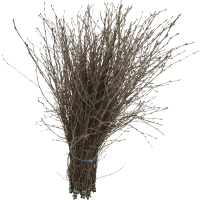 Illustration av Påskris utan fjädr