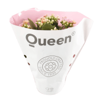 Illustration av Kalanchoe 105cm Aprikos x12