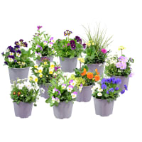 Illustration av Vårmix i kruka 14 cm SE x6