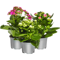 Illustration av Kalanchoe 10,5cm