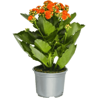 Illustration av Kalanchoe 10,5cm