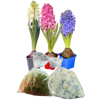 Illustration av Hyacint, Dekorationsmossa