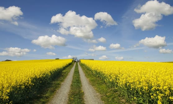 Grusväg som går genom rapsfält