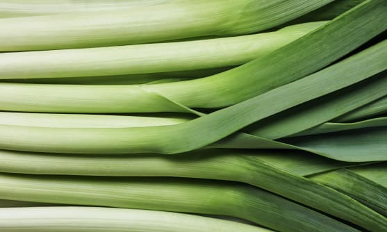 Purjolökar på rad.