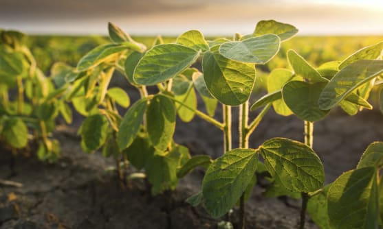 Odling av sojabönor
