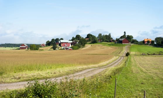 Grusväg över beteshagar och fält