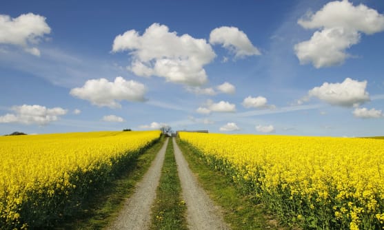 Grusväg genom åker med raps.