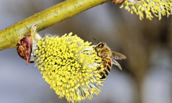 Närbild på en blomkvist och ett bi.