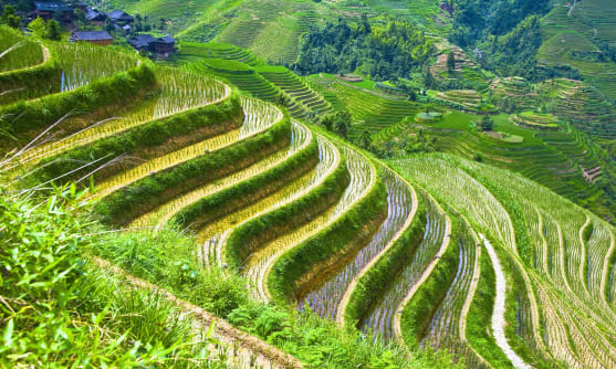 Risfält i Kina