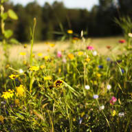 En blomsteräng med vilda blommor i förgrunden och en skogskant i bakgrunden.