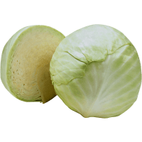 Illustration av Svensk vitkål