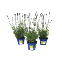 Illustration av Lavendel