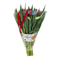 Illustration av Tulpaner 18-pack