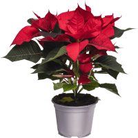 Illustration av Julstjärna