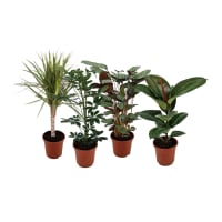 Illustration av Gröna växter