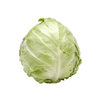 Illustration av Nyskördad svensk vitkål