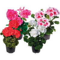 Illustration av Pelargoner Zonale