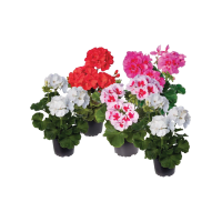 Illustration av Pelargoner Zonale