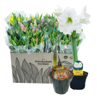 Illustration av Amaryllis, Tulpaner 9-pack