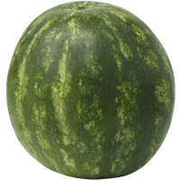 Illustration av Minivattenmeloner