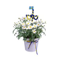 Illustration av Margerit i kruka