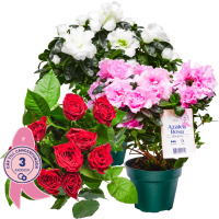 Illustration av Rosor 9-pack, Azalea