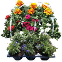 Illustration av Sommarplantor 6-pack