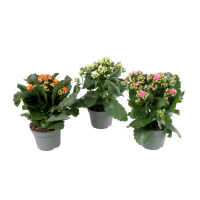 Illustration av Kalanchoe, Plättar i luften