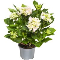 Illustration av Hortensia