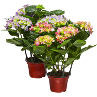 Illustration av Hortensia