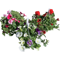 Illustration av Blommande ampel