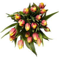 Illustration av Tulpaner 12-pack