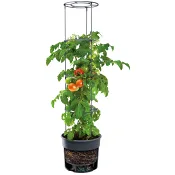 Tomatkruka 300mm 30 cm.