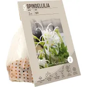 Spindel lilja vit.