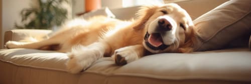 Bild på en hund som ligger i en soffa