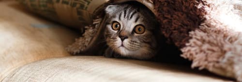 katt under en filt. Storbankernas fonder.