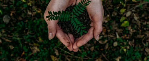 Ny hållbar fond i fondlistan - händer som håller en växt