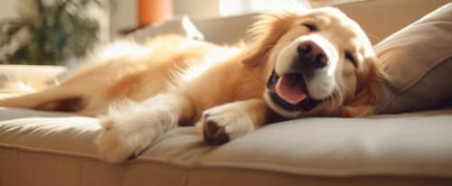 Bild på en hund som ligger i en soffa