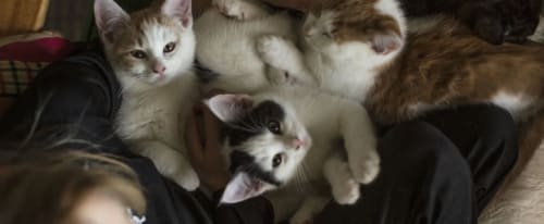 Flera kattungar som ligger tillsammans i en soffa