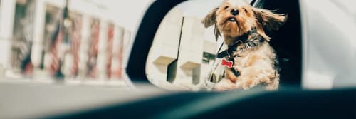 hund som tittar ut genom fönstret på en sommarbil